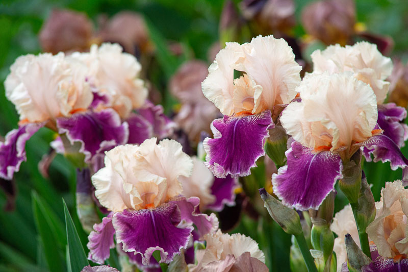 Iris