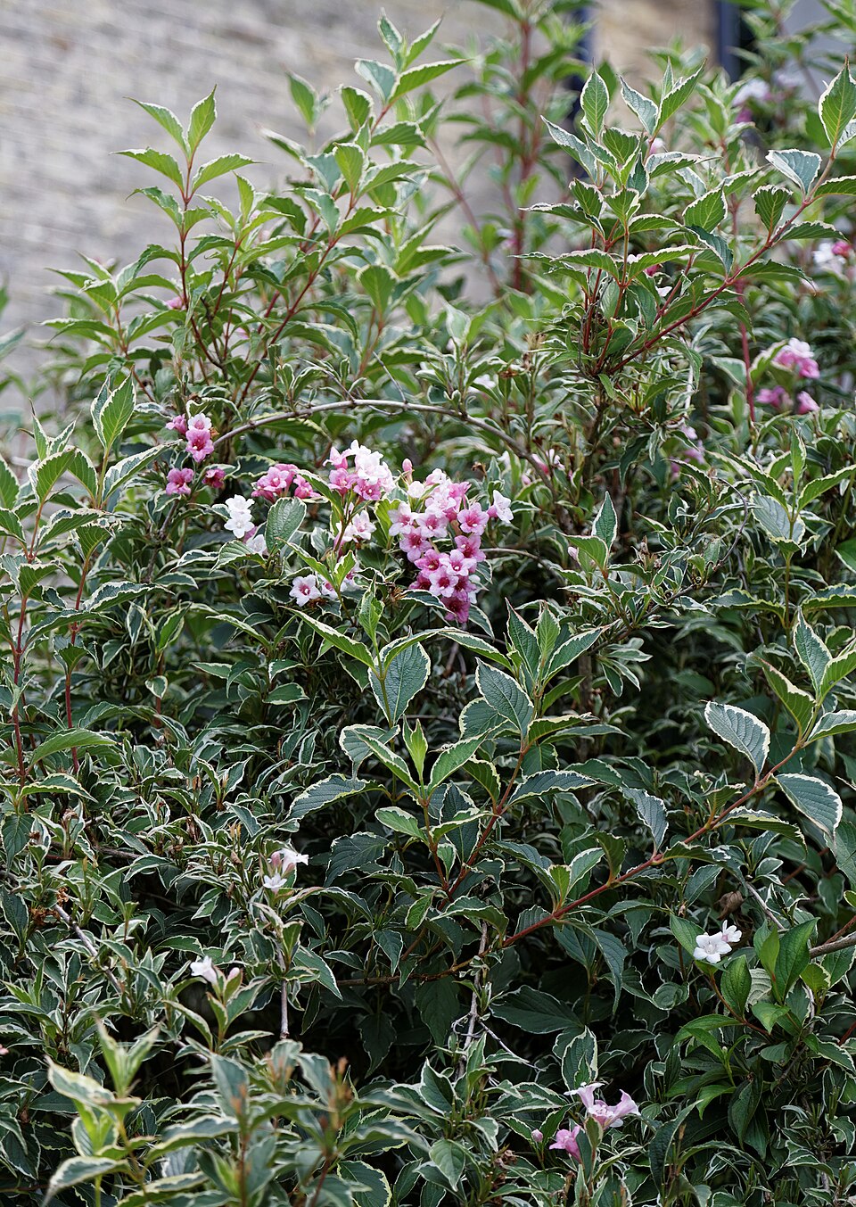Weigela