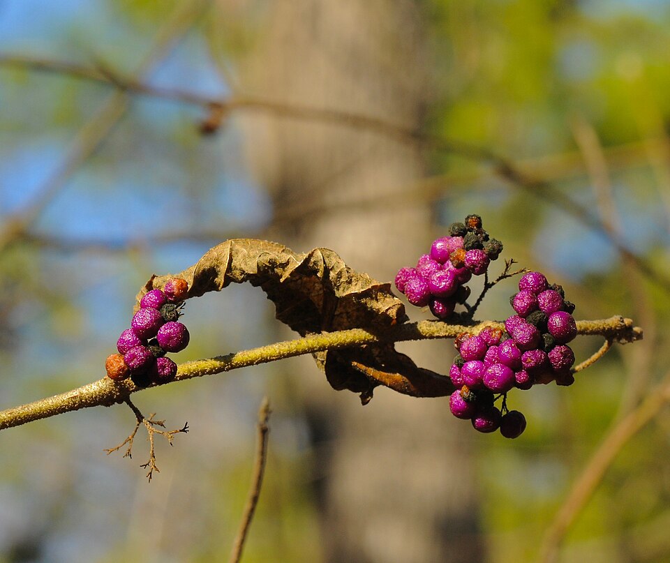 Beautyberry