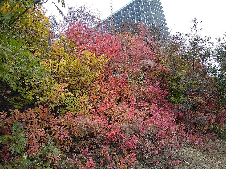 Smokebush