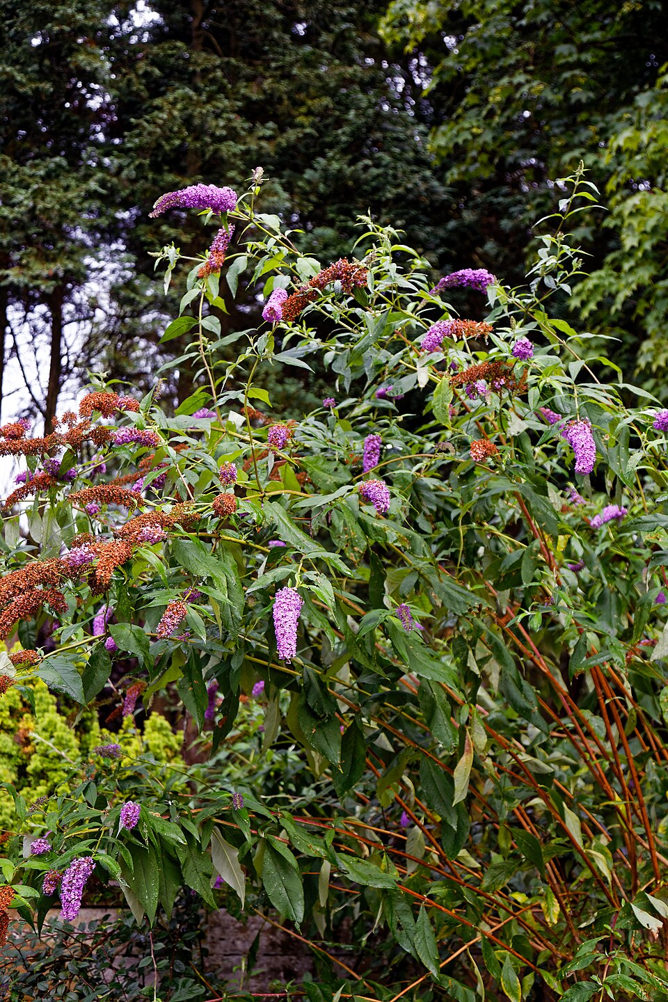 Butterfly Bush
