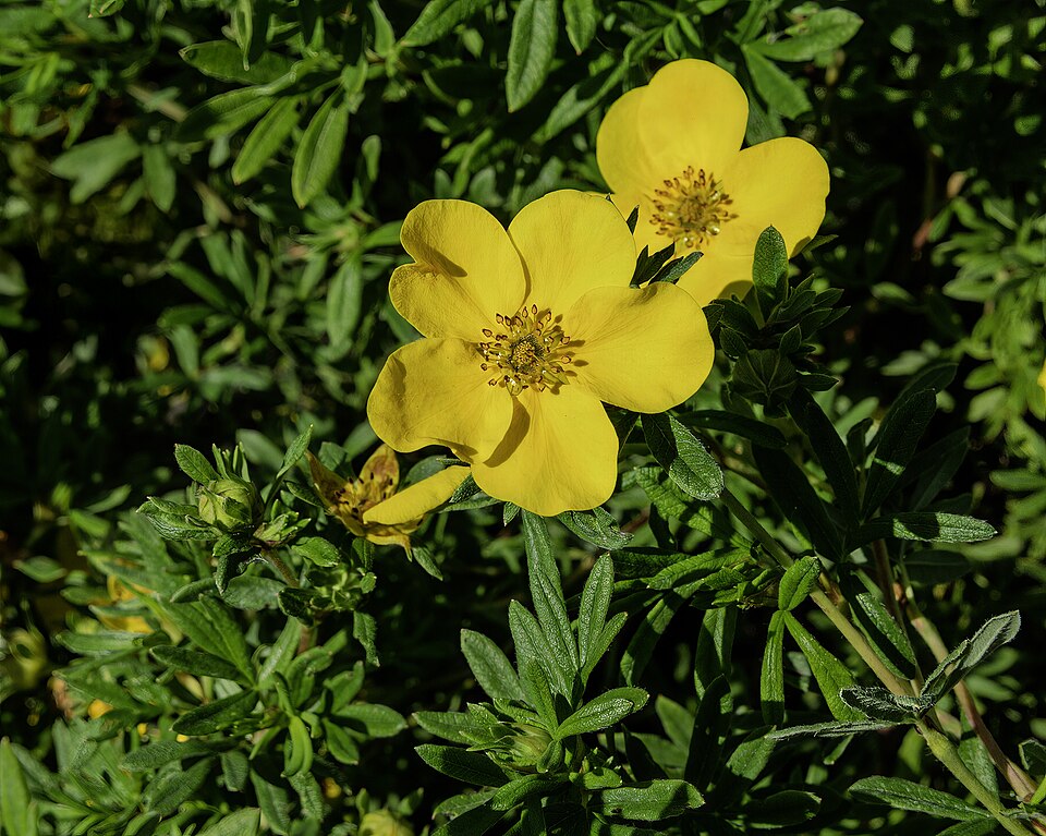 Potentilla