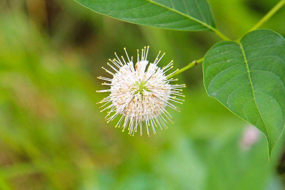 Buttonbush