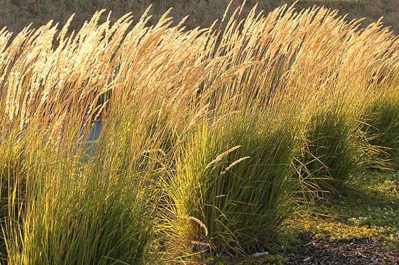 Karl Foerster Grass