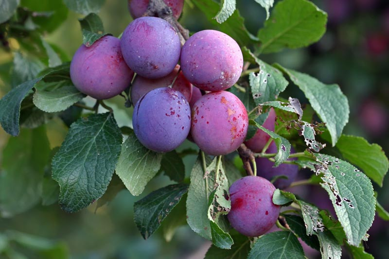 Stanley Plum Tree