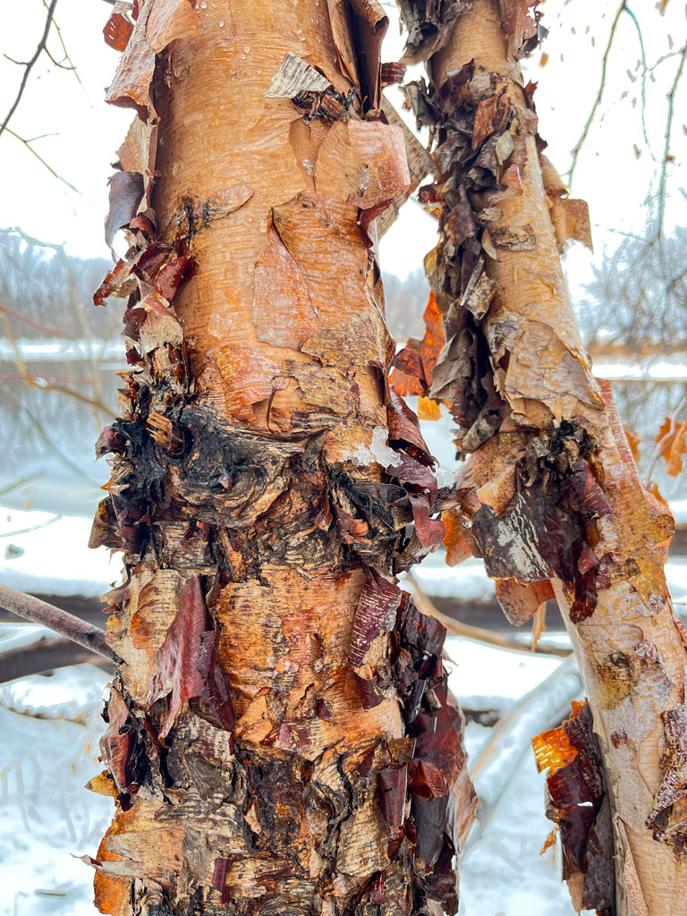 River Birch
