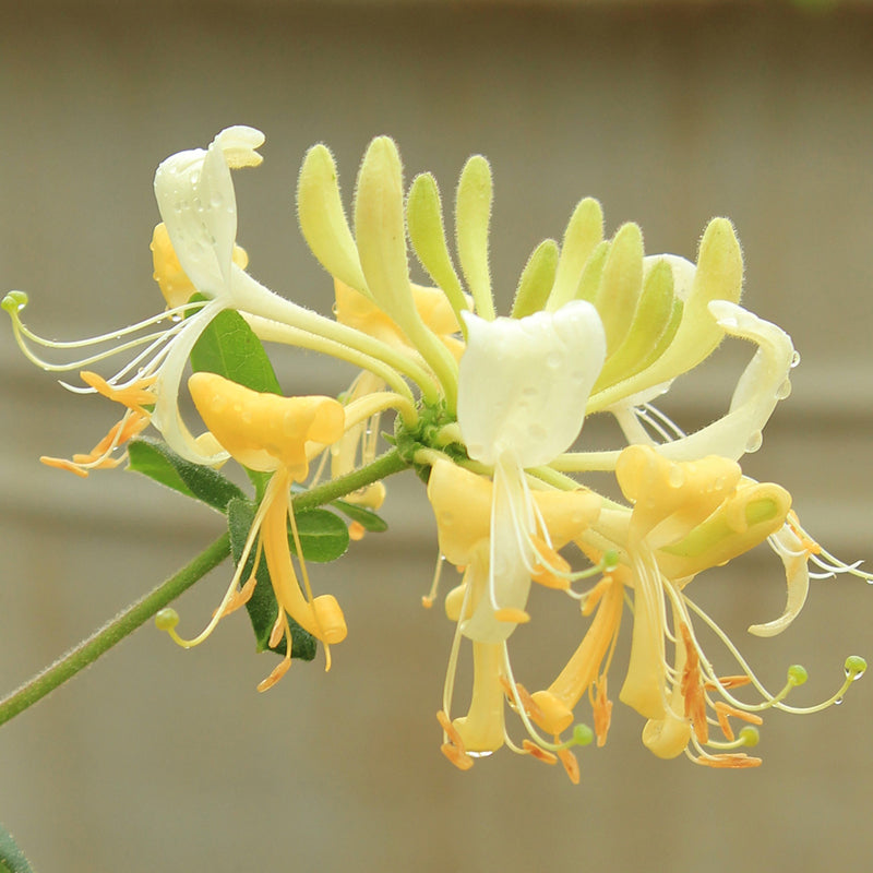 Scentsation Honeysuckle