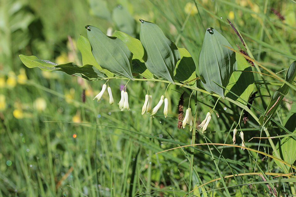 Solomon's Seal