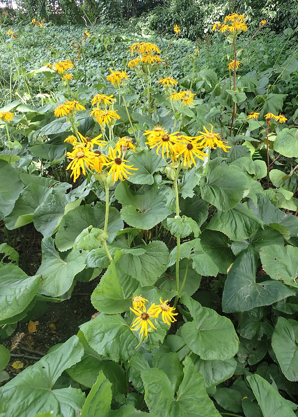 Ligularia