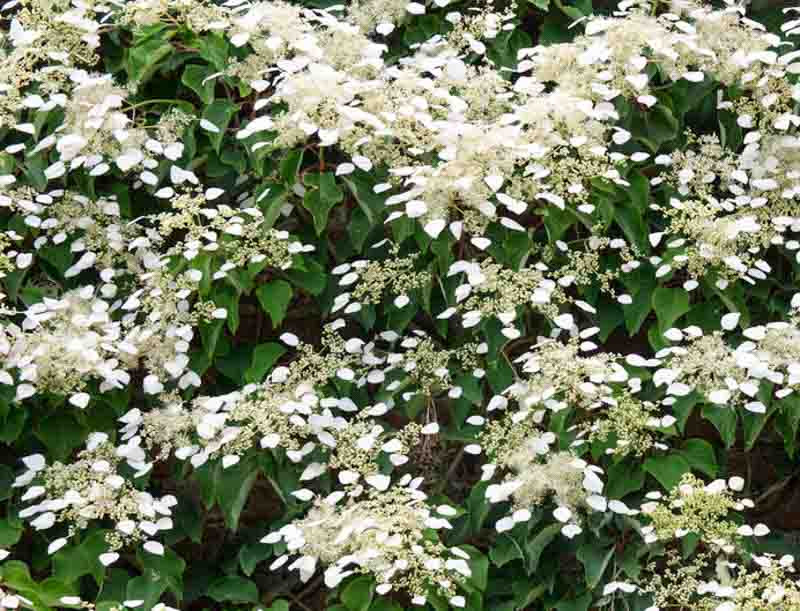 Climbing Hydrangea