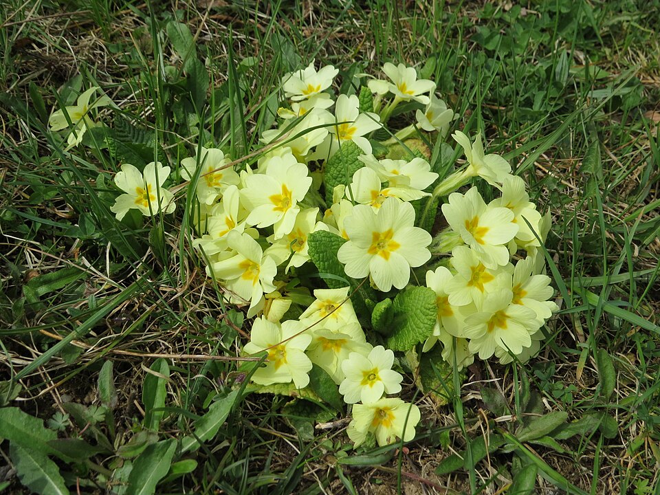 Primrose