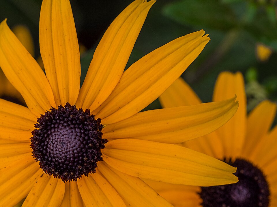 Rudbeckia Goldsturm