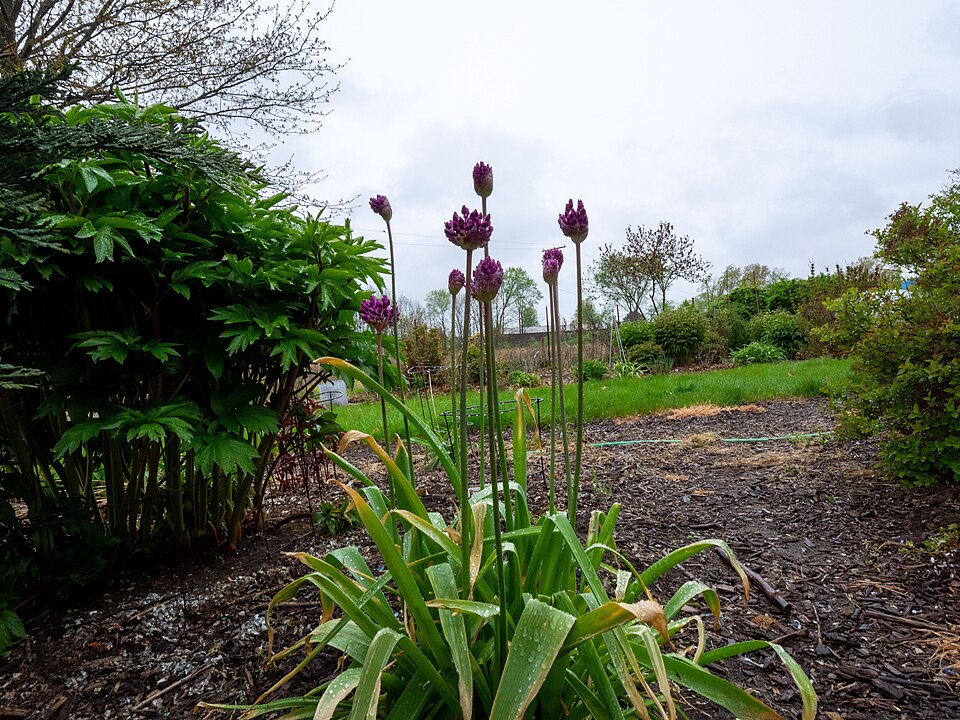 Allium Purple Sensation