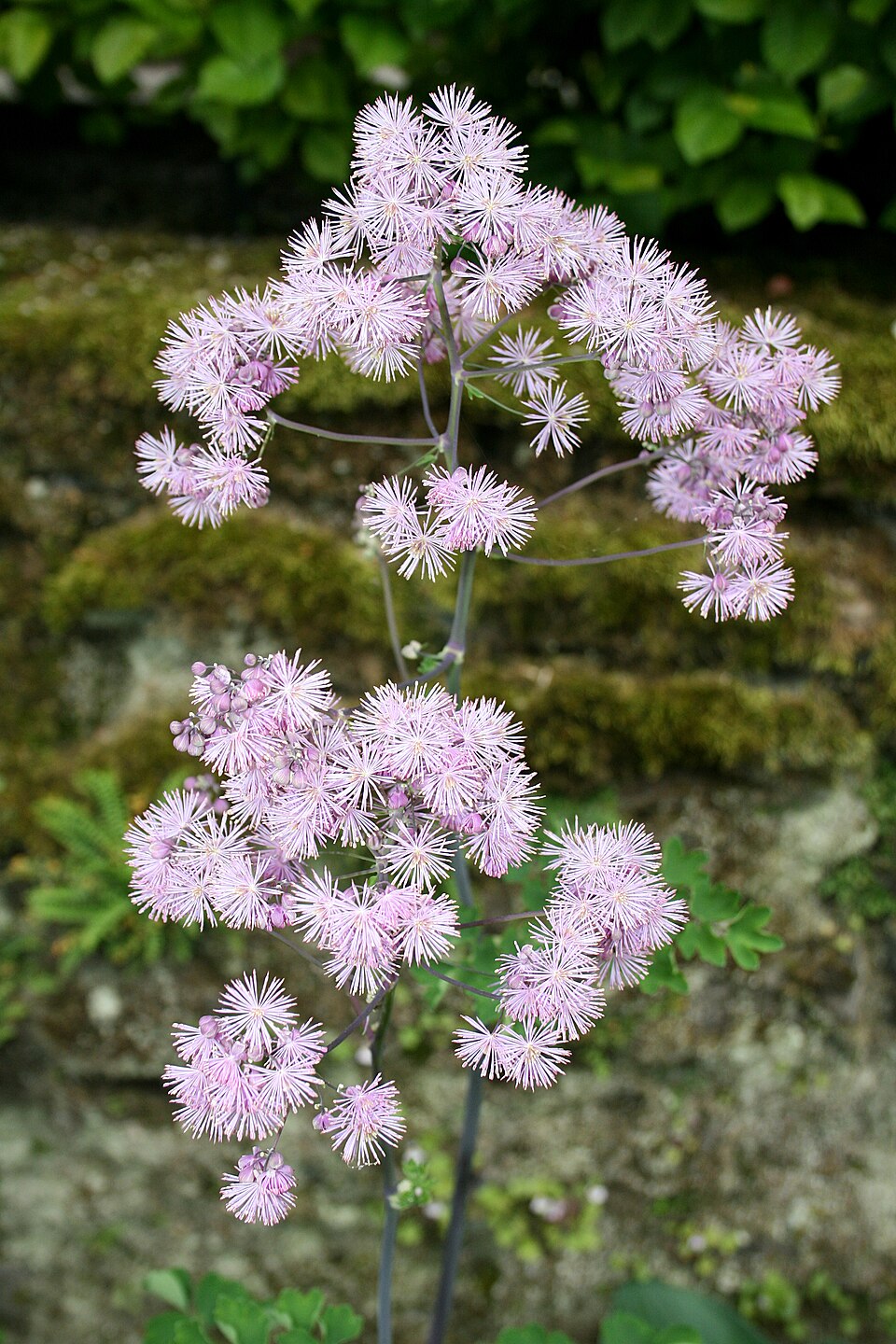 Meadow Rue