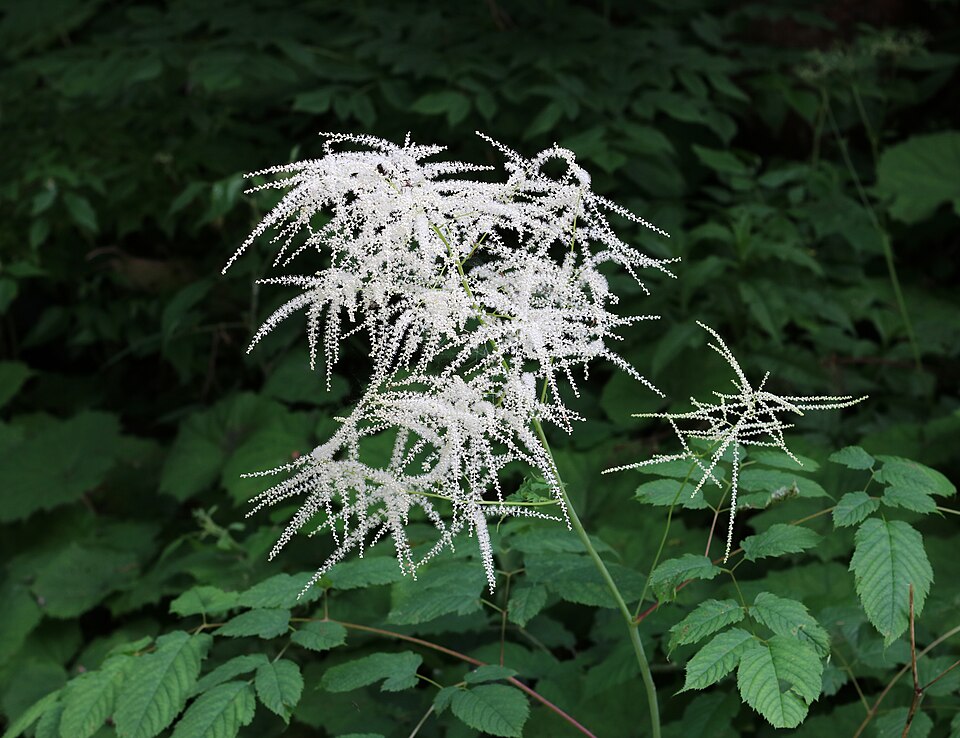 Goat's Beard