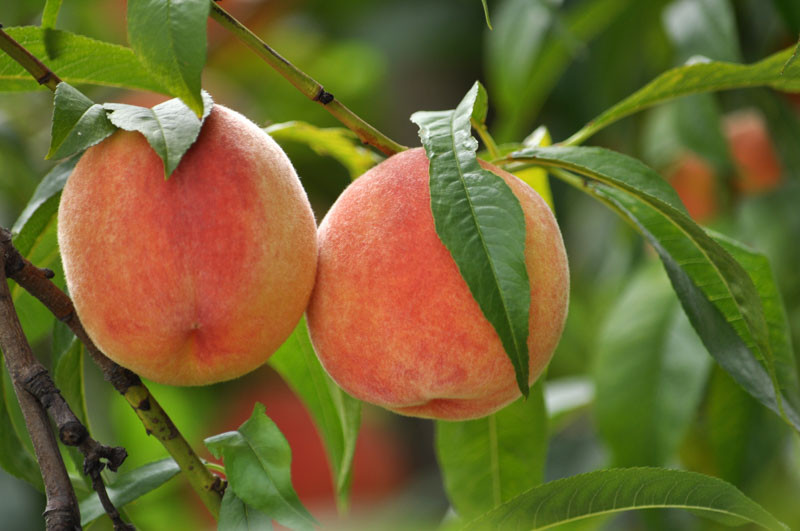 Contender Peach Tree