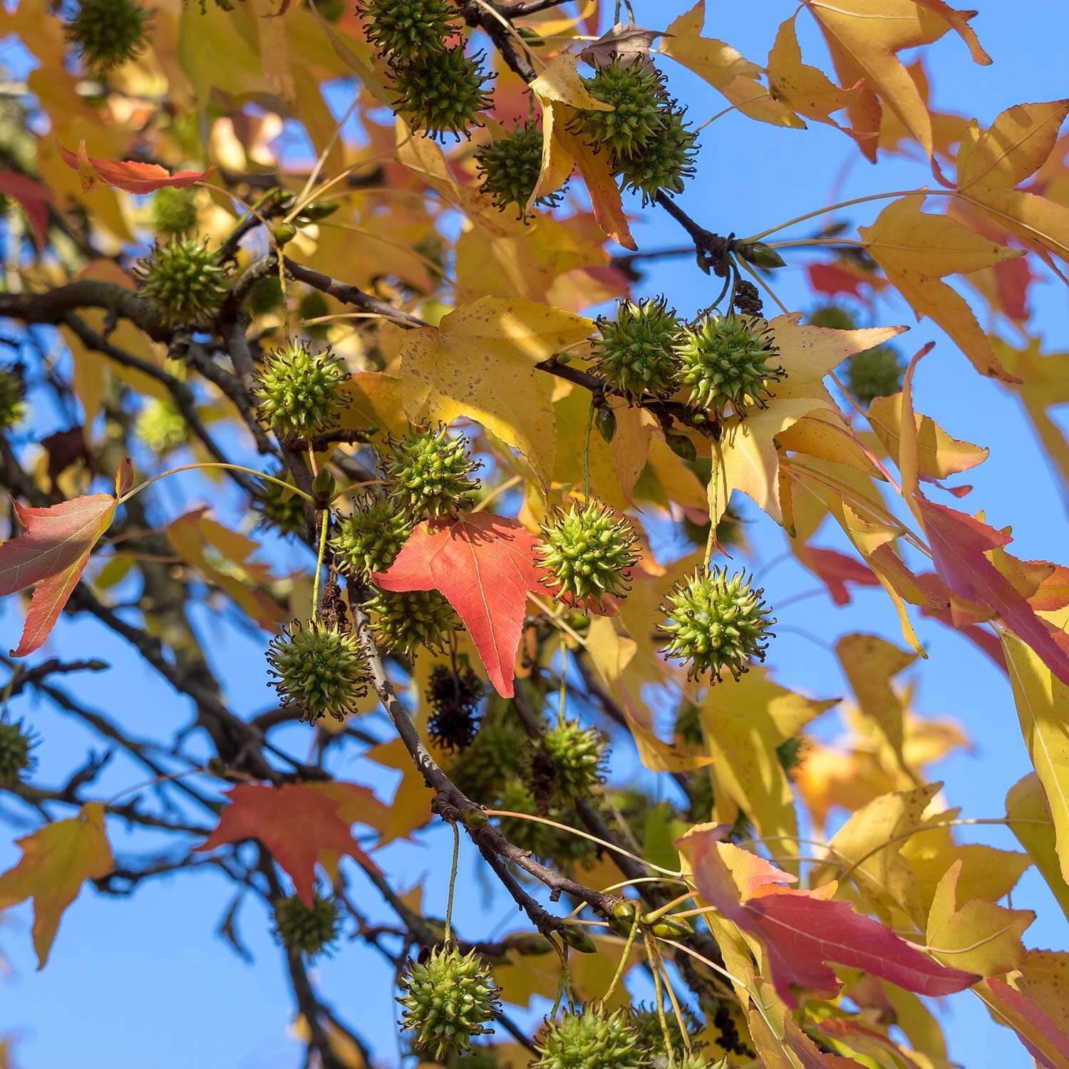 Sweetgum