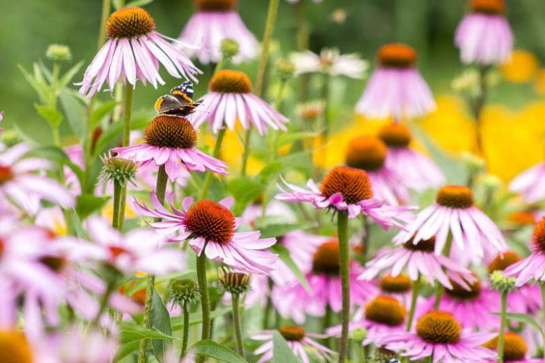 Coneflower Magnus