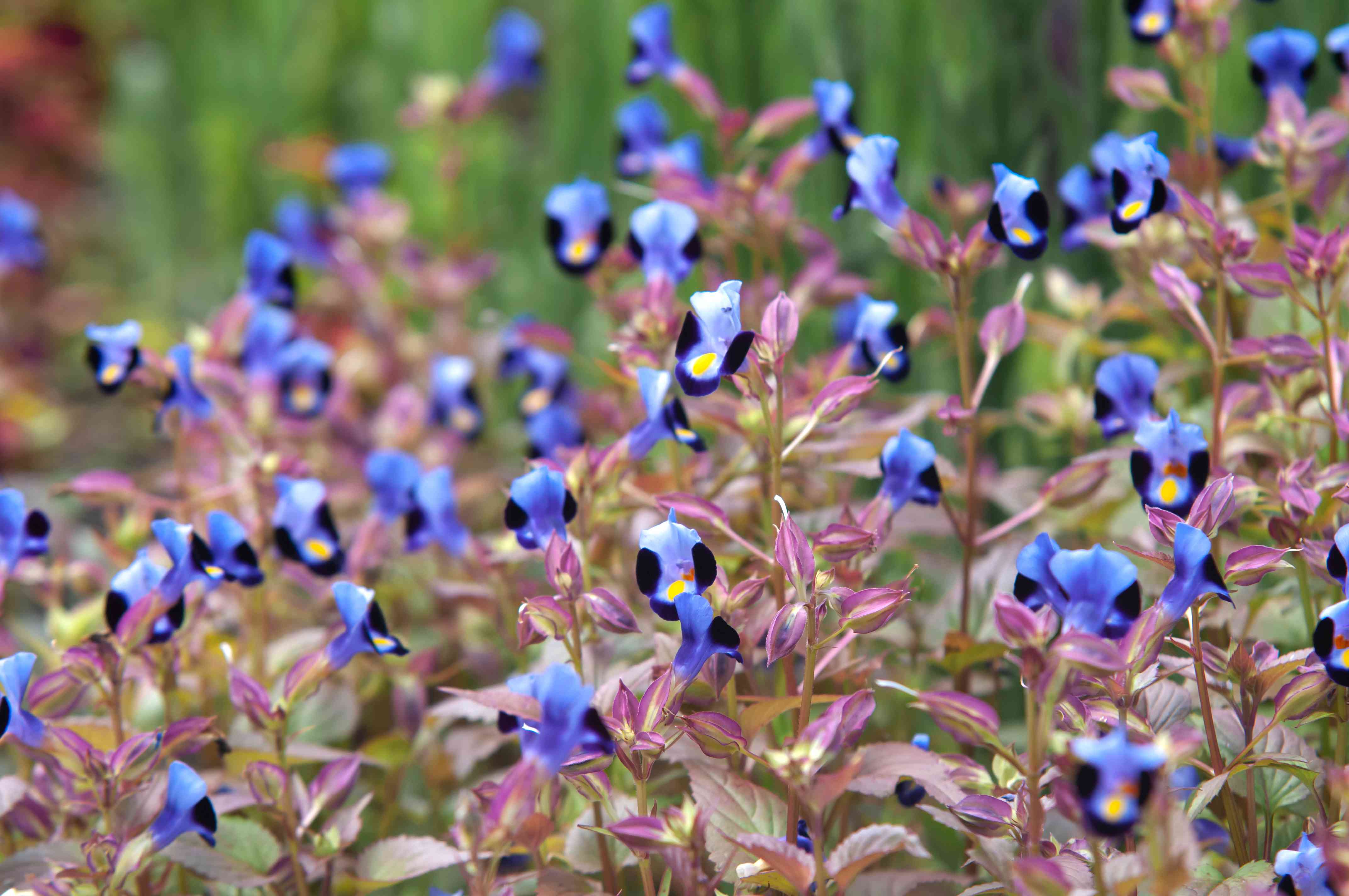 Torenia Wishbone Flower