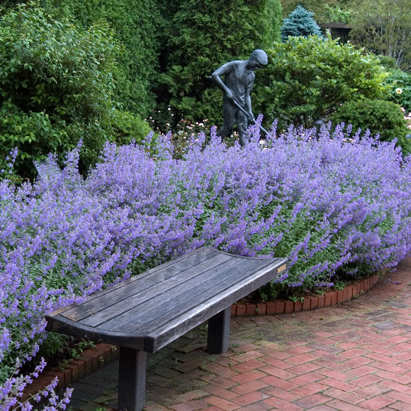 Nepeta Walker's Low