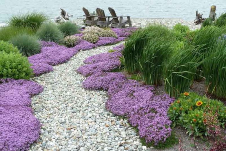 Creeping Thyme