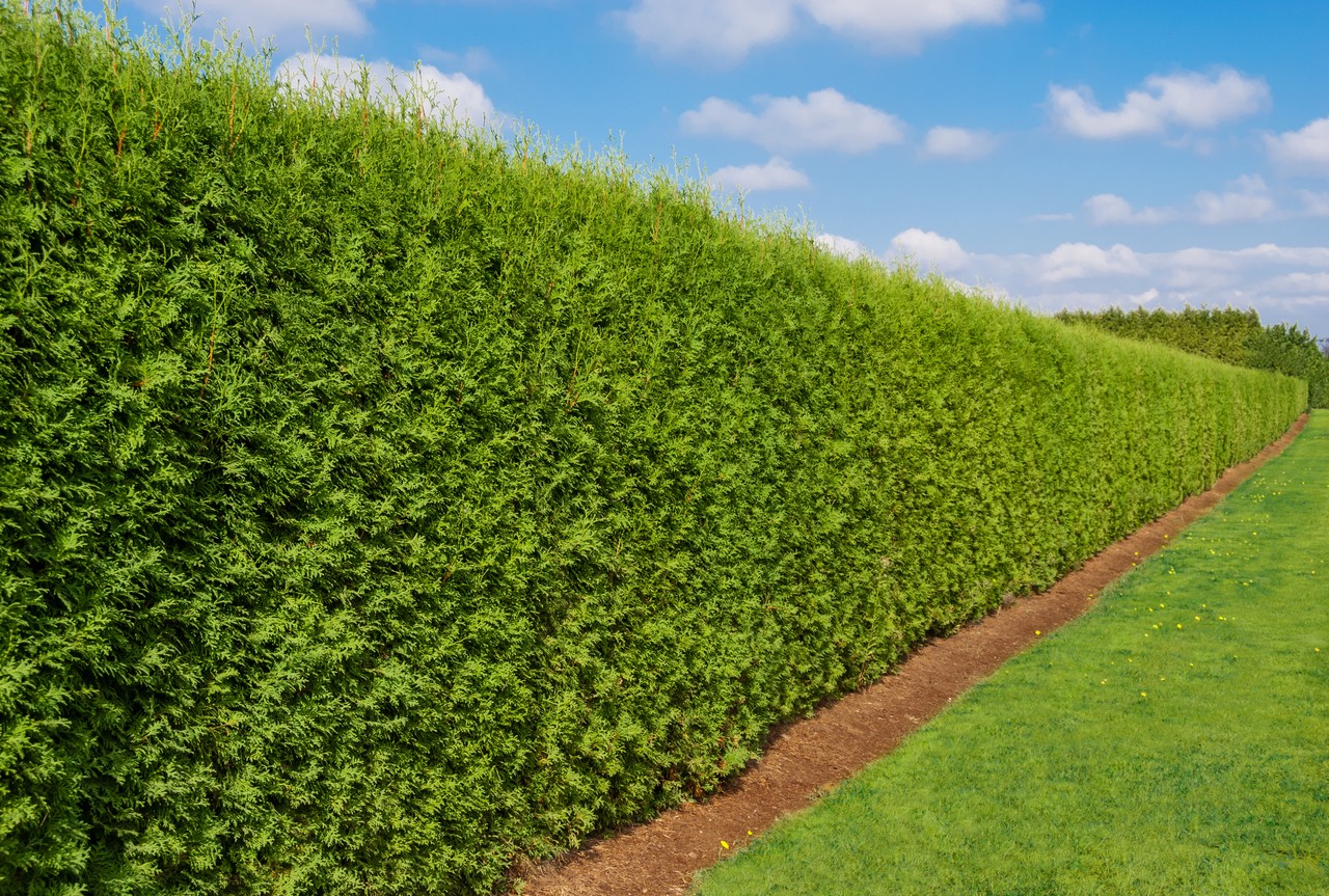 Arborvitae Emerald Green