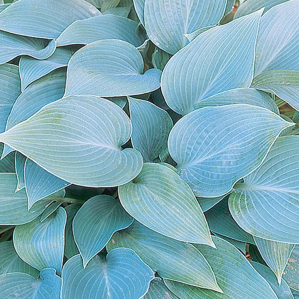 Halcyon Hosta