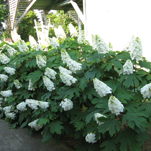 Gatsby Gal Oakleaf Hydrangea