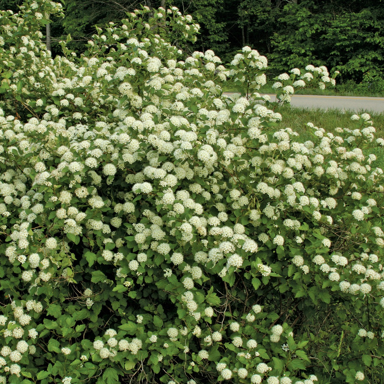 Ninebark