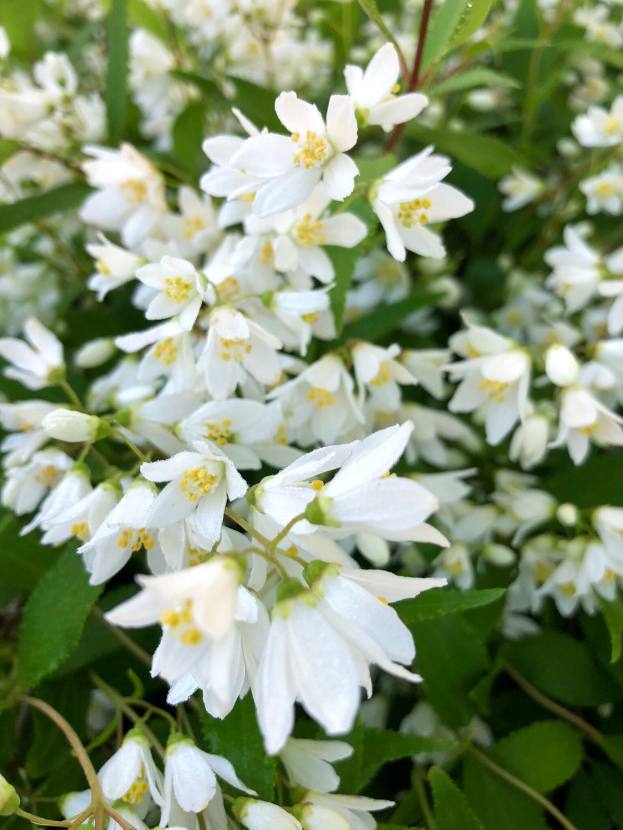 Yuki Cherry Blossom Deutzia