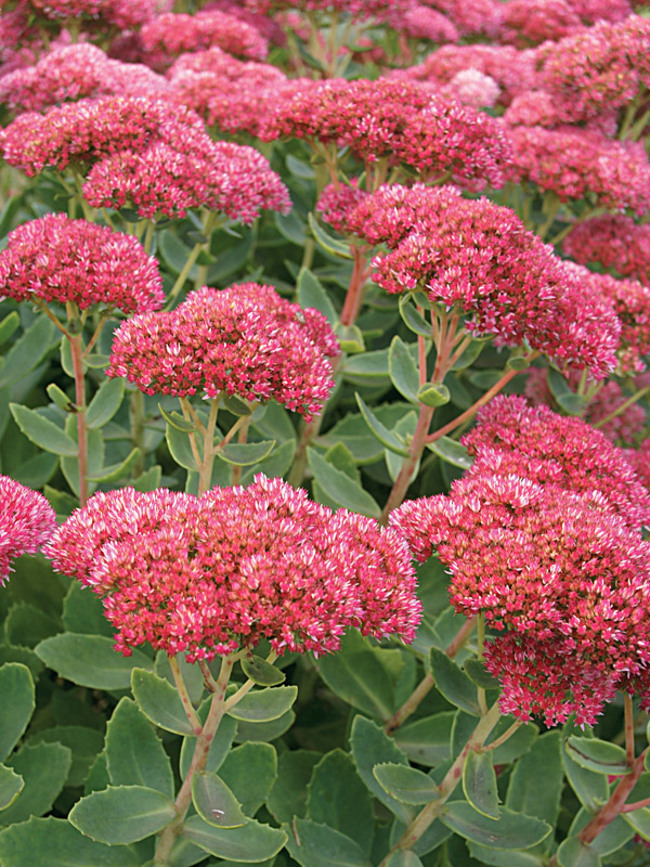Sedum Autumn Fire
