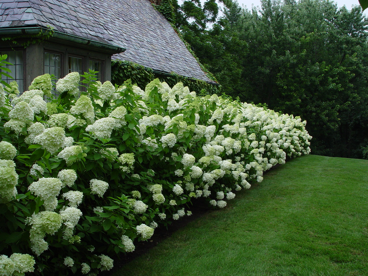 Limelight Panicle Hydrangea