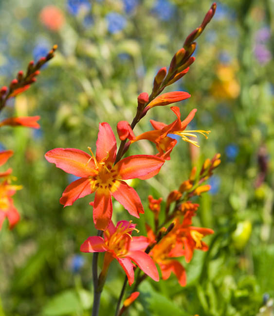 Crocosmia Emily McKenzie