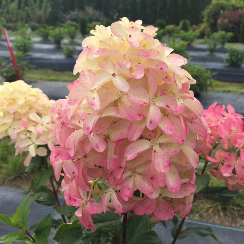 Quick Fire Fab Panicle Hydrangea