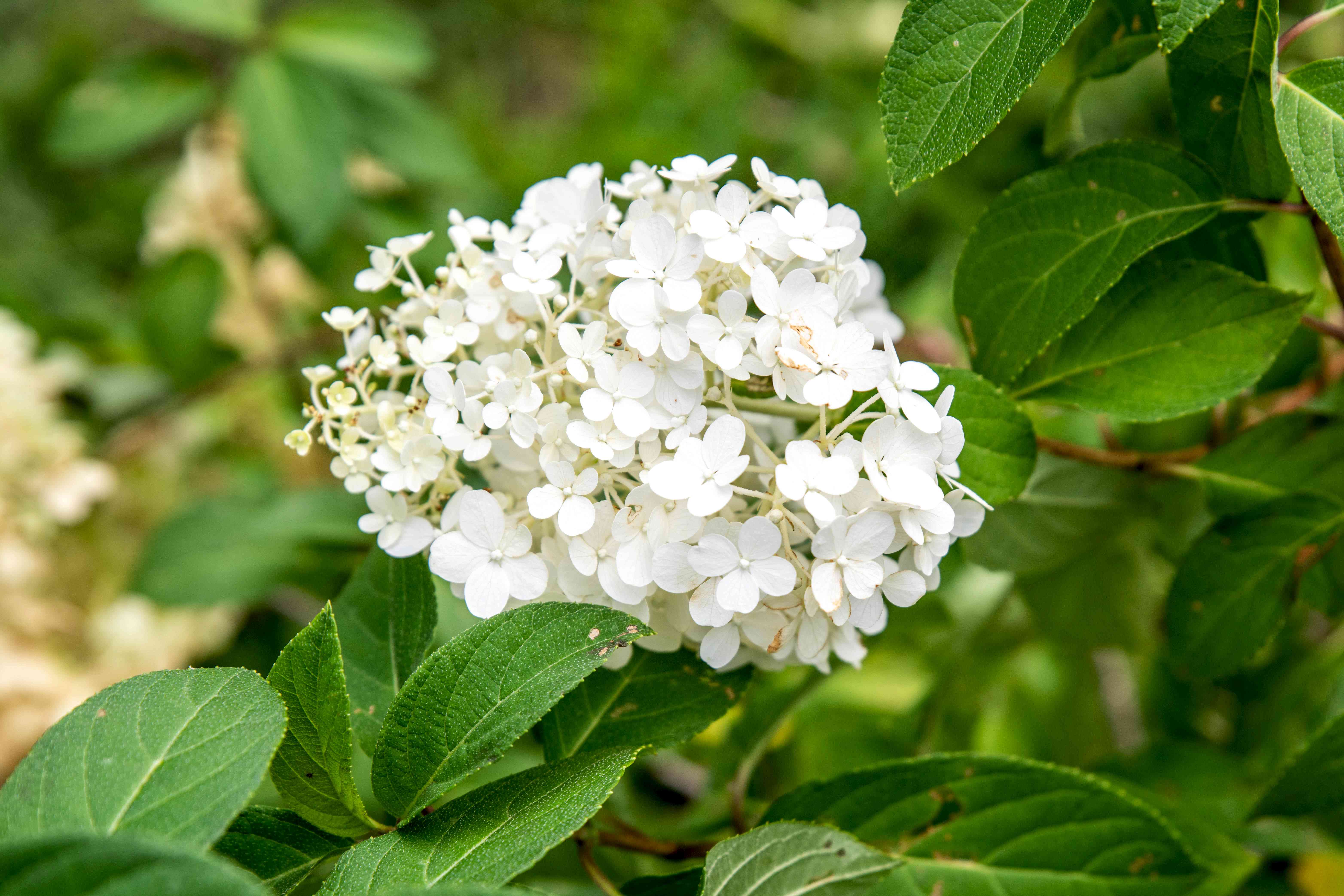 Bobo Panicle Hydrangea