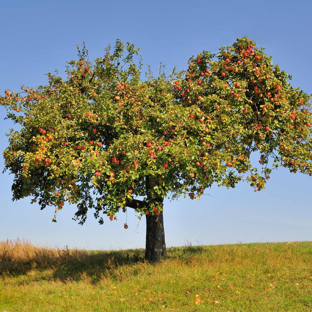 Stanley Plum Tree