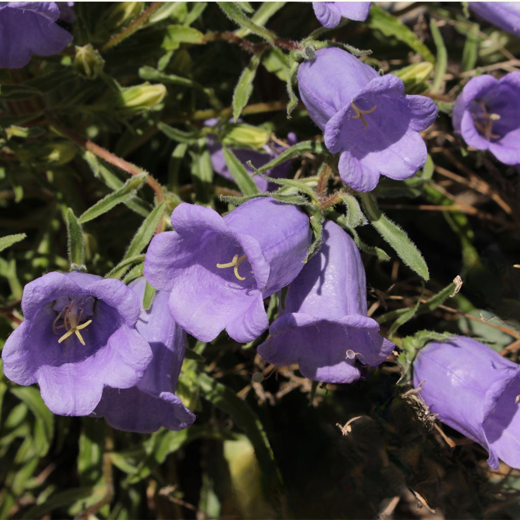 Campanula Bellflower