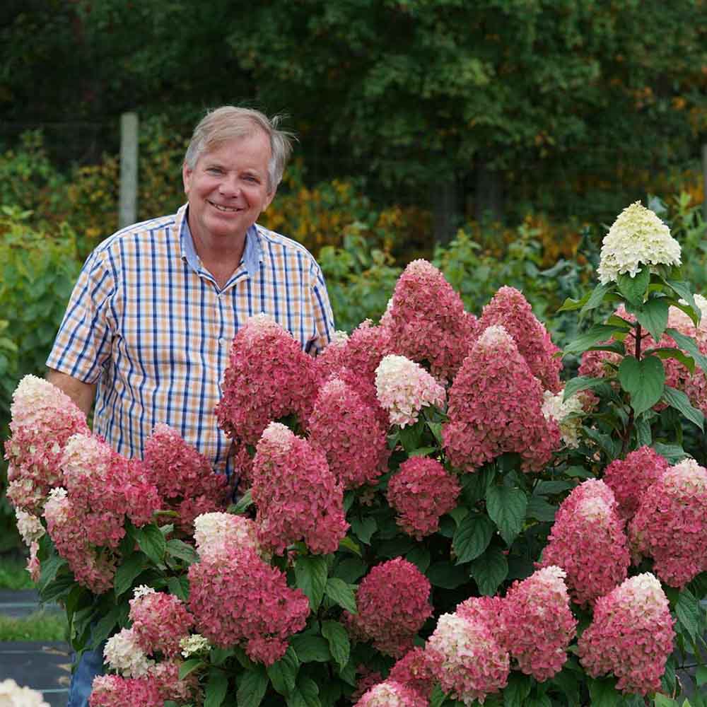 Fire Light Tidbit Panicle Hydrangea