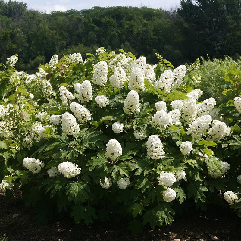 Oakleaf Hydrangea