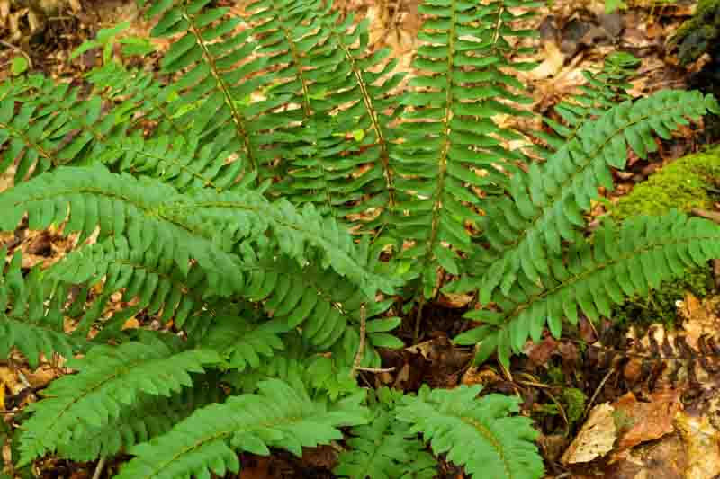 Polystichum Christmas Fern