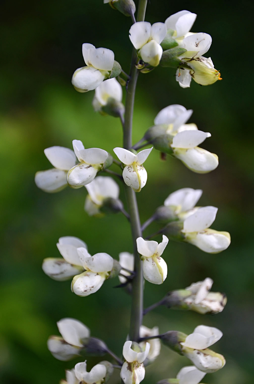 Baptisia White Wild Indigo