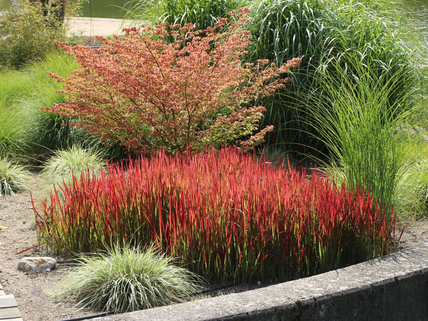 Imperata Red Baron Grass