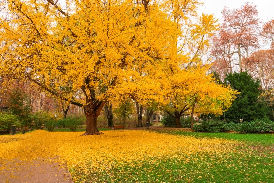Linden Tree