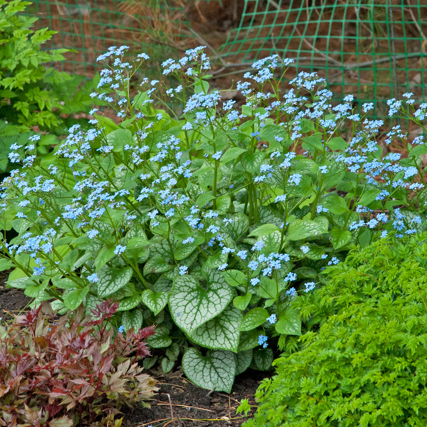 Brunnera