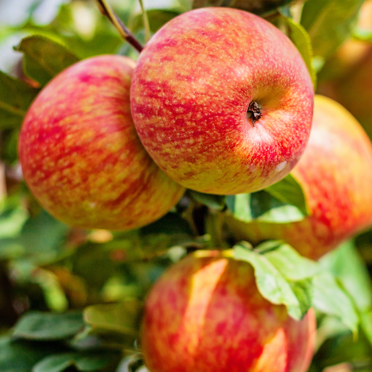 Elberta Peach Tree