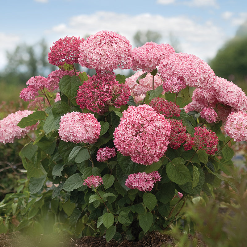 Invincibelle Spirit Smooth Hydrangea
