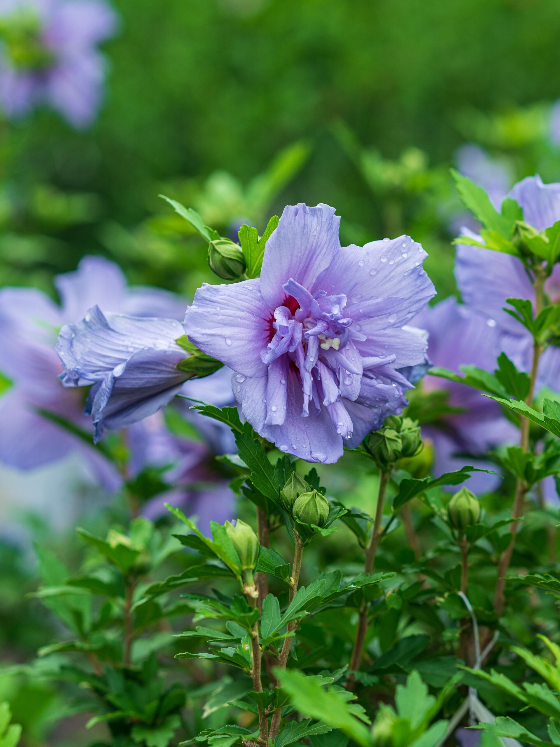 Hibiscus Rose of Sharon