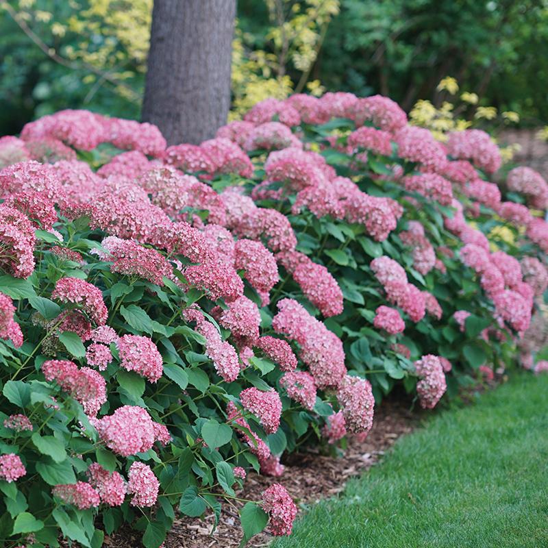 Lets Dance Can Do Bigleaf Hydrangea