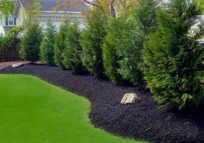 Leyland Cypress