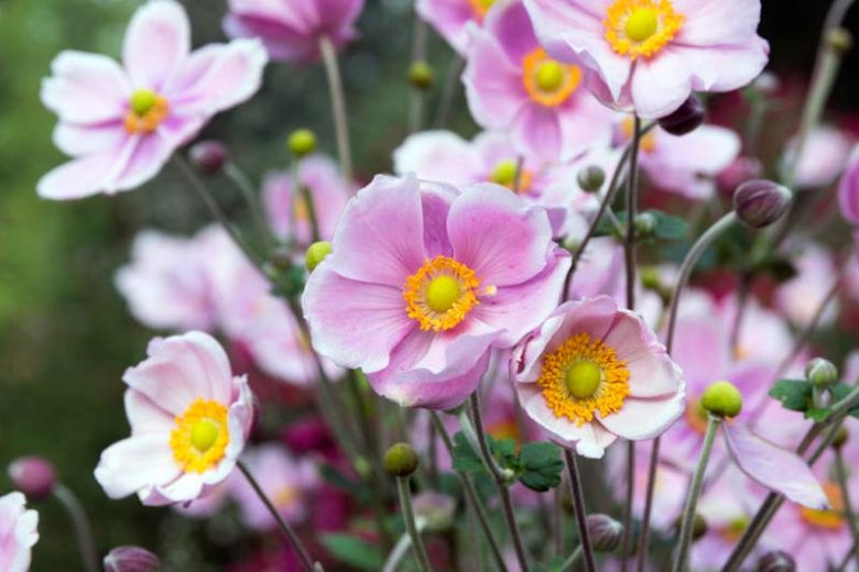 Anemone